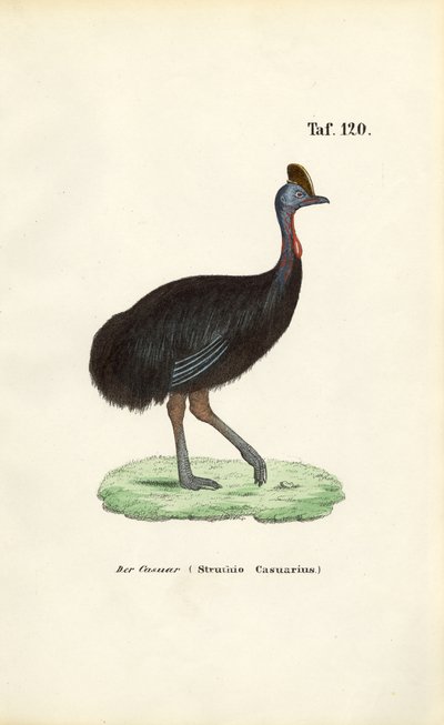  de J. W. Tenhaeff