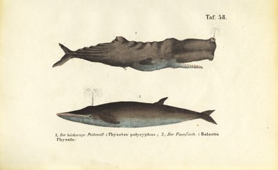  de J. W. Tenhaeff