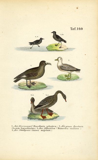  de J. W. Tenhaeff