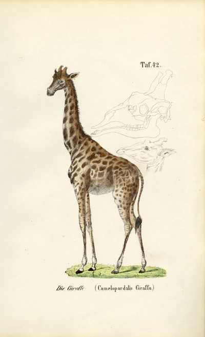  de J. W. Tenhaeff