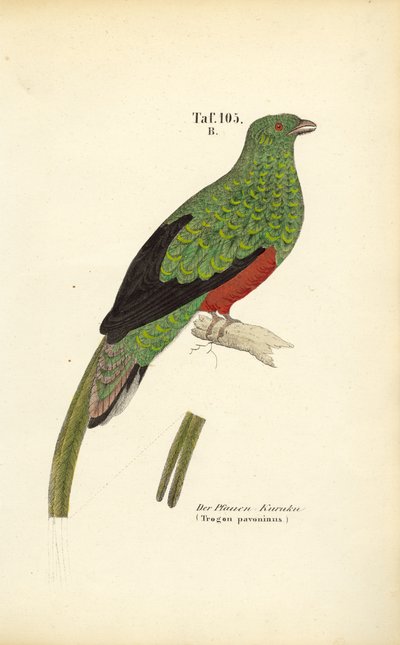  de J. W. Tenhaeff