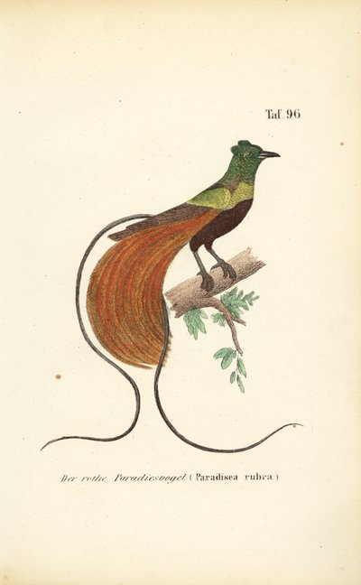  de J. W. Tenhaeff