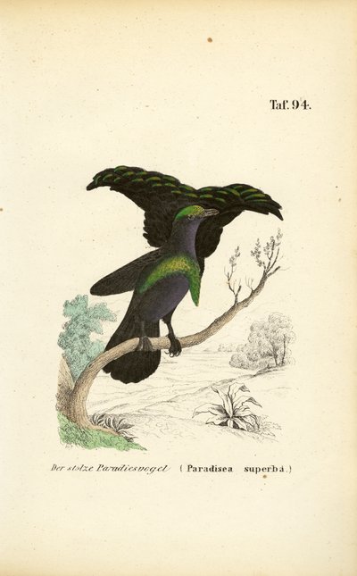La soberbia Ave de Paraíso de J. W. Tenhaeff