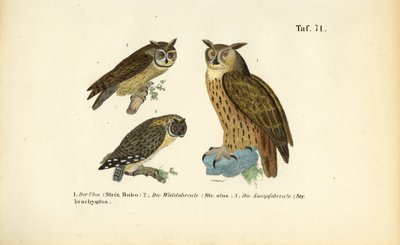 Tres especies de búhos con mechones en las orejas de J. W. Tenhaeff