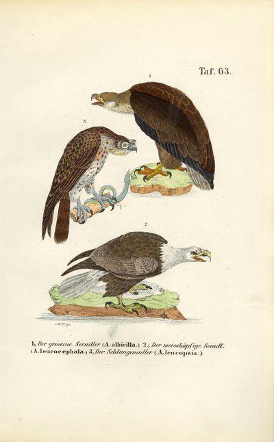  de J. W. Tenhaeff
