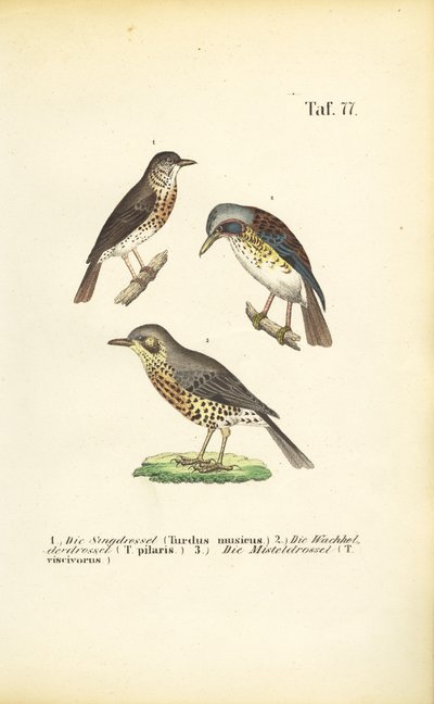 Tres especies de zorzales de J. W. Tenhaeff