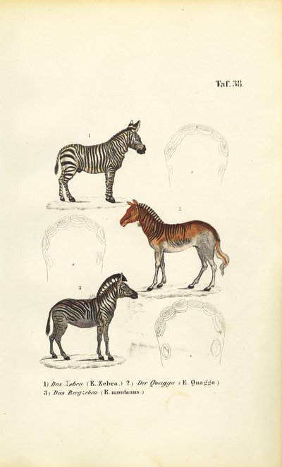  de J. W. Tenhaeff