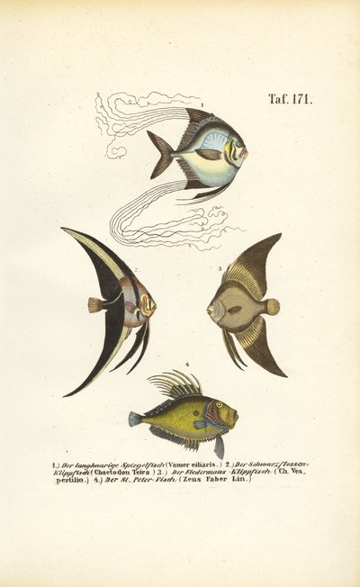  de J. W. Tenhaeff