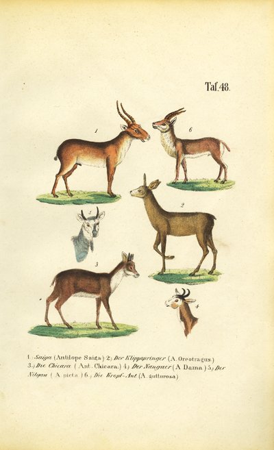  de J. W. Tenhaeff