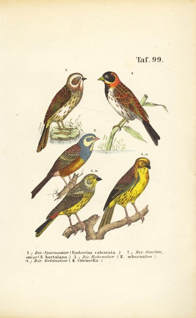  de J. W. Tenhaeff