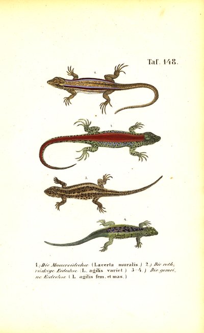  de J. W. Tenhaeff