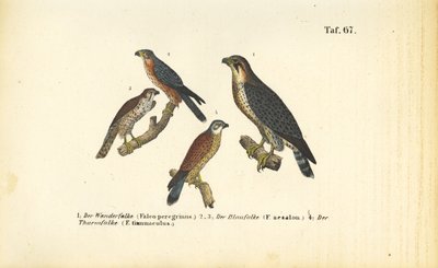  de J. W. Tenhaeff