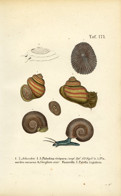  de J. W. Tenhaeff