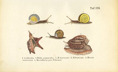  de J. W. Tenhaeff