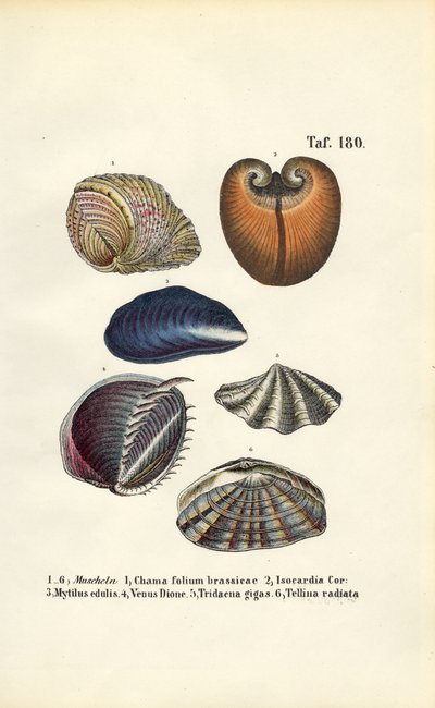  de J. W. Tenhaeff