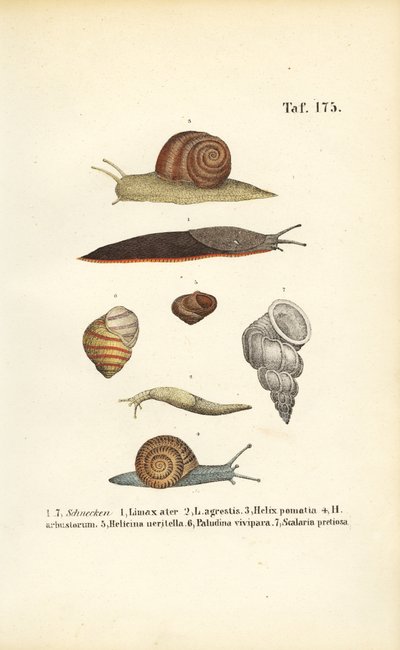  de J. W. Tenhaeff