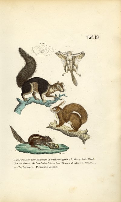  de J. W. Tenhaeff