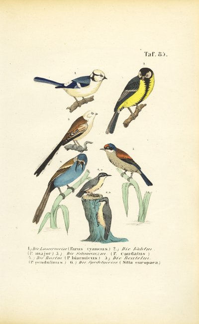  de J. W. Tenhaeff