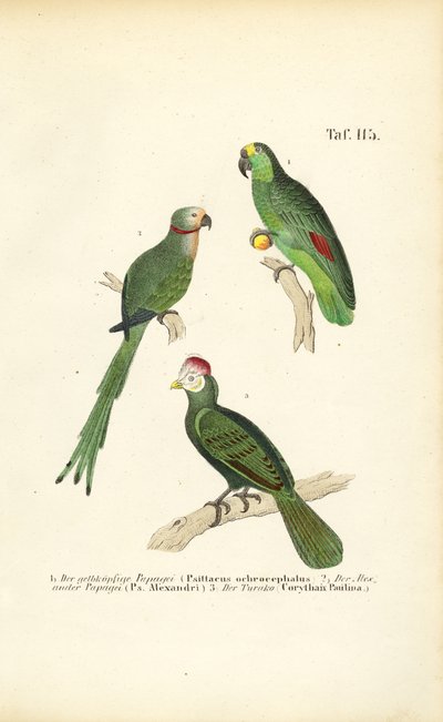  de J. W. Tenhaeff