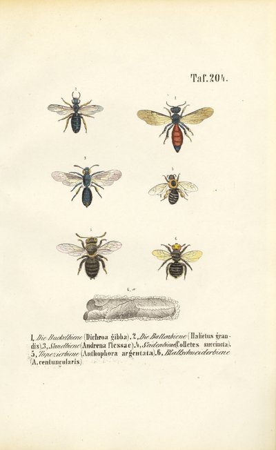 Varias especies de abejas silvestres de Europa Central de J. W. Tenhaeff
