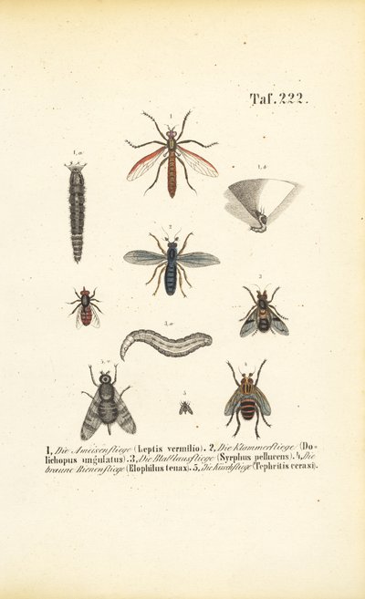 Varias especies de moscas con estadios de desarrollo de J. W. Tenhaeff