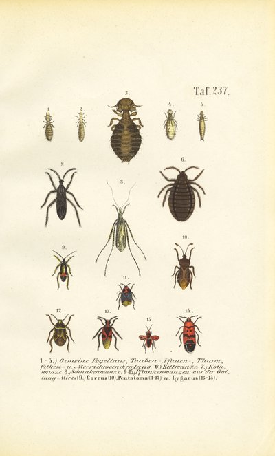  de J. W. Tenhaeff
