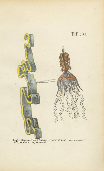  de J. W. Tenhaeff