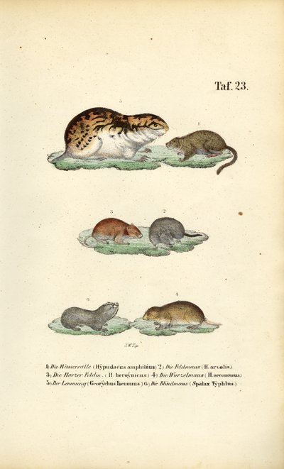  de J. W. Tenhaeff