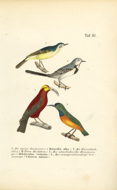  de J. W. Tenhaeff