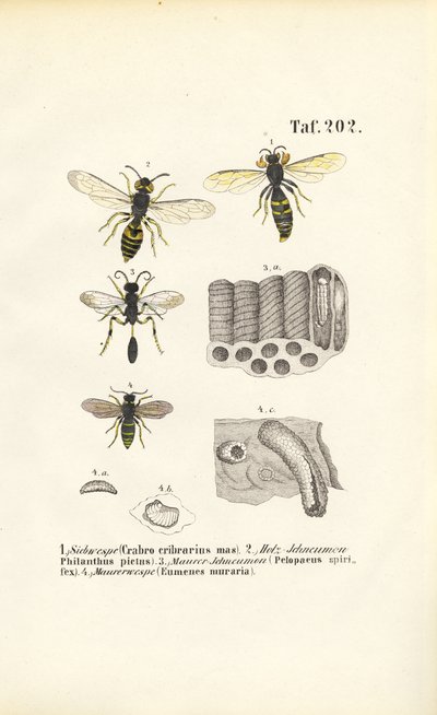 Las avispas y la construcción de sus nidos de J. W. Tenhaeff