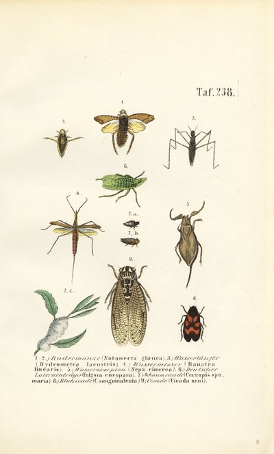 Chinches de agua y otros insectos de J. W. Tenhaeff
