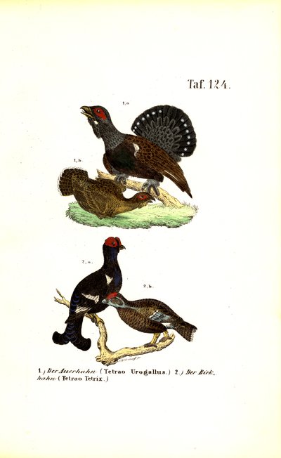  de J. W. Tenhaeff