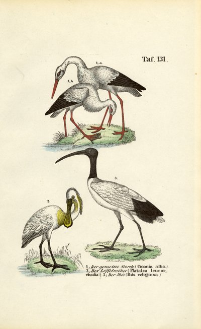  de J. W. Tenhaeff