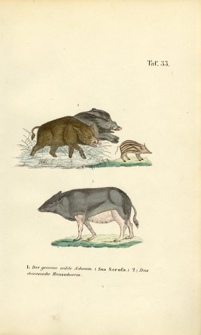  de J. W. Tenhaeff