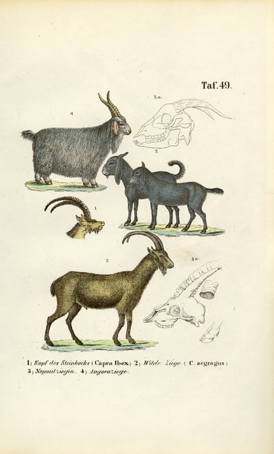  de J. W. Tenhaeff