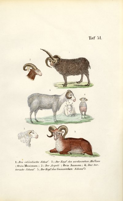  de J. W. Tenhaeff