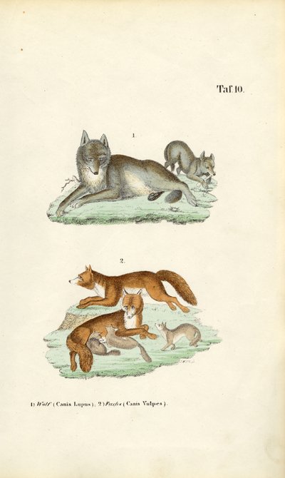  de J. W. Tenhaeff