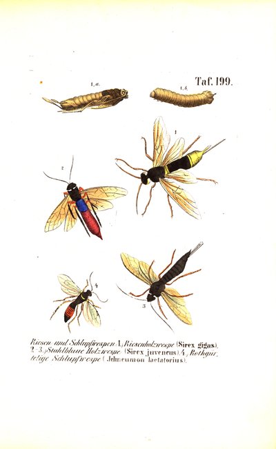  de J. W. Tenhaeff