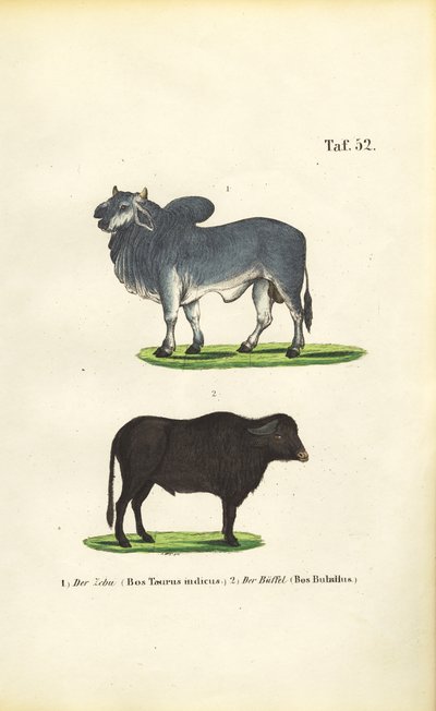  de J. W. Tenhaeff