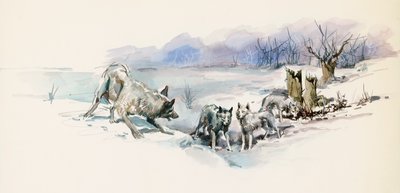 Manada de lobos, de La llamada de lo salvaje, novela de aventuras de Jack London (1876-1916), dibujo de Jack London