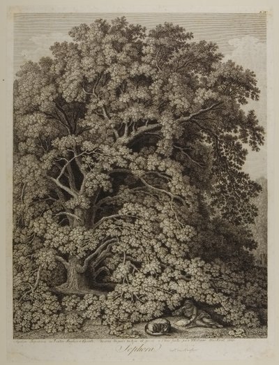 Sophora de Jacob Philippe Hackert