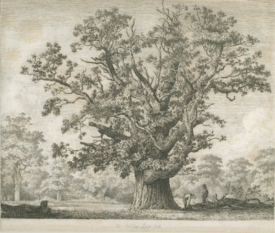 Needwood - Roble Swilcar de Jacob George Strutt