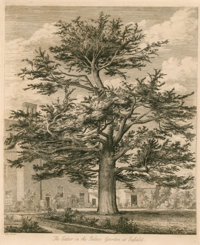 El Cedro en el Jardín del Palacio en Enfield, Middlesex de Jacob George Strutt
