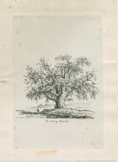 Tutbury - "Olmo de Wych": grabado, nd [c 1820] de Jacob George Strutt