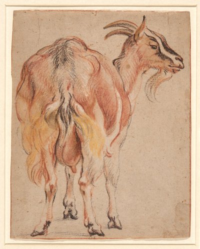 Cabra, c.1657 (tiza y aguada realzada con blanco) de Jacob Jordaens