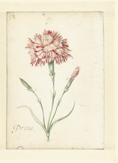 Clavel de Jacob Marrel (possibly)