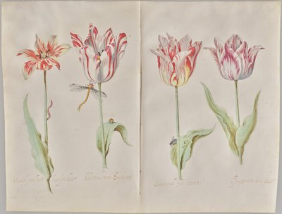 Cuatro tulipanes de Jacob Marrel