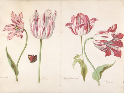 Cuatro tulipanes: Boter man Butter Man, Joncker Nobleman, Grote geplumaceerde..., ca. 1635-45 de Jacob Marrel