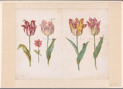 Hoja de un libro de tulipanes
Cuatro tulipanes con insectos y una flor más pequeña
Conjunto de pliegos dobles marcados por ambas caras con tulipanes (título de la serie) de Jacob Marrel