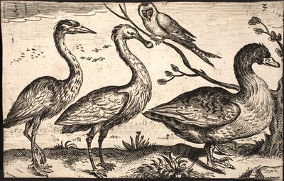 Garza, espátula, pájaro y ganso de Jacob Matham